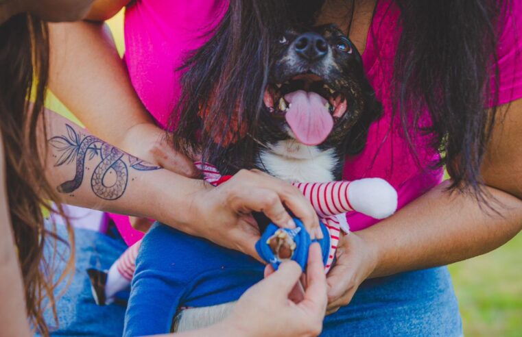 O evento Vakinha Pet, realizado no Parque Germânia, em Porto Alegre, arrecadou R$ 22 mil para a ONG Anjos de Patas, de Viamão.