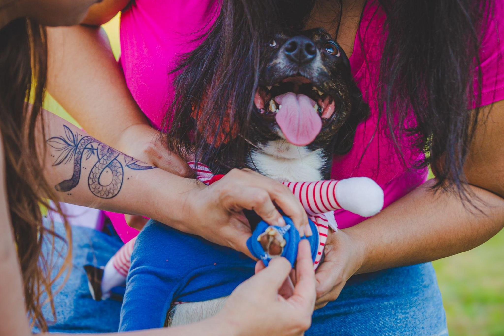 O evento Vakinha Pet, realizado no Parque Germânia, em Porto Alegre, arrecadou R$ 22 mil para a ONG Anjos de Patas, de Viamão.