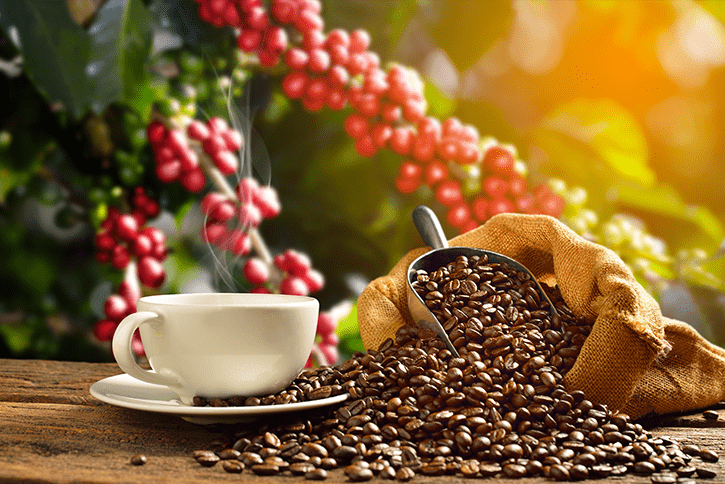Exportações de café atingem recorde histórico, apesar de desafios logísticos, aponta Cecafé